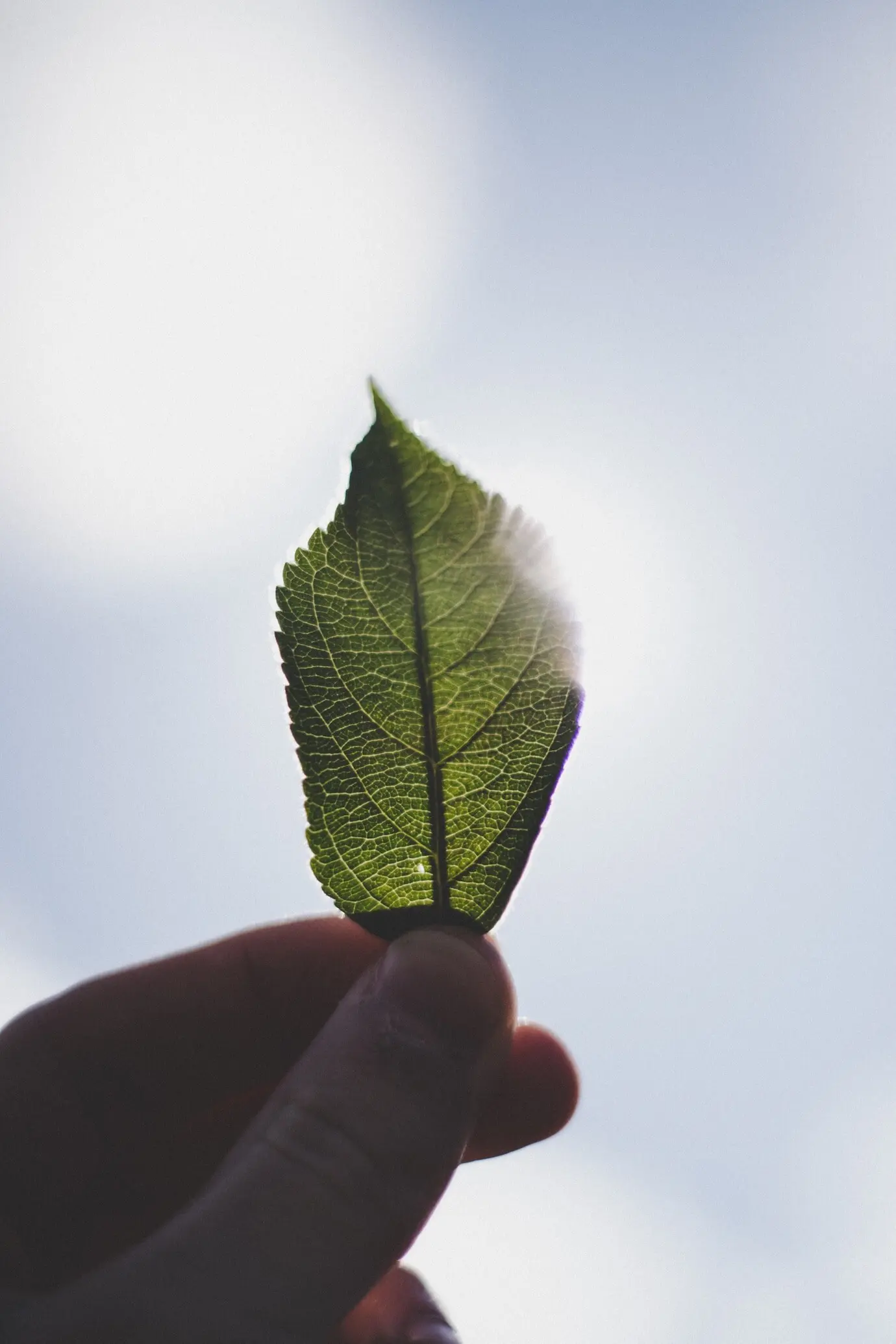 Nahaufnahme der Finger einer Person, die ein kleines grünes Blatt gegen den Himmel im Hintergrund halten.
